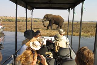 Elephants Chobe River Cruise 2 Elephants Chobe River Cruise 2