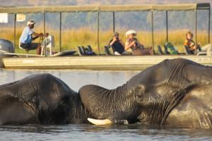 Elephants Chobe River Cruise