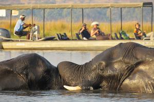 Elephants Chobe River Cruise Elephants Chobe River Cruise