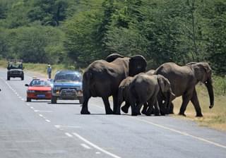 Elephants Crossing Road In Botswana