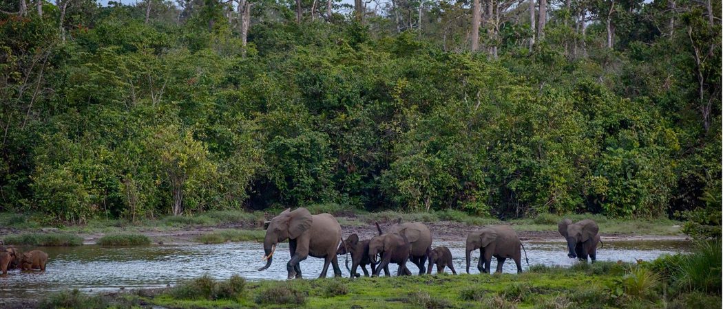 Elephants near a river congo canva pro