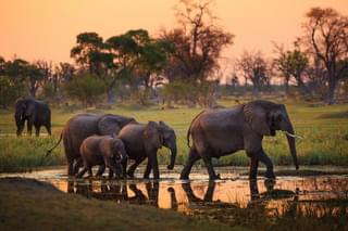 Elephants Of The Delta