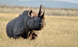 Epacha Rhino Epacha Rhino