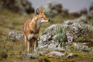 Ethiopian Wolf Canis Simensis Sanetti Plateau Bale Mountains National Park Ethiopia