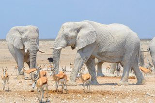 Etosha Elephant Etosha Elephant