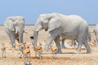 Etosha Elephant