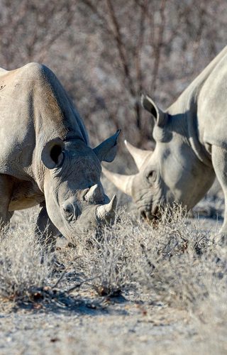Etosha Heights  Wildlife  Rhino11