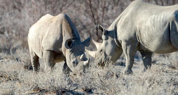 Etosha Heights  Wildlife  Rhino11