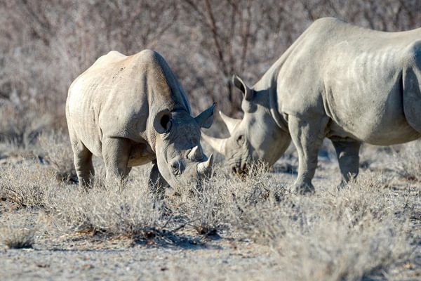 Etosha Heights  Wildlife  Rhino11 Etosha Heights  Wildlife  Rhino11