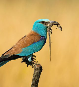 European Roller European Roller
