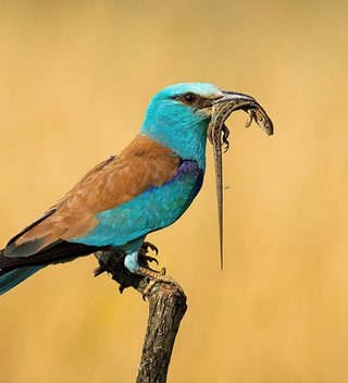 European Roller