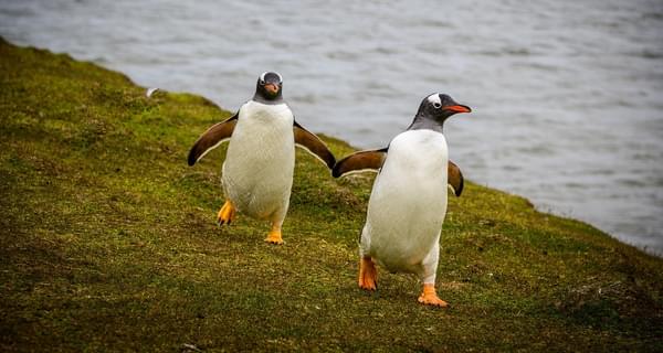 Penguins Falkland Islands