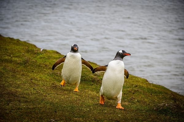 Penguins Falkland Islands Penguins Falkland Islands