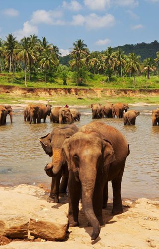 Elephants Sri Lanka