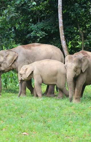 Family of elephants Borneo