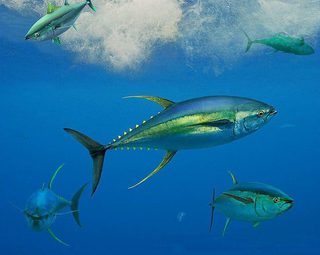 Fishing St Helena Fishing St Helena