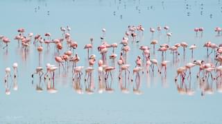 Flamingos at Makgadikgadi Pans, Botswana.