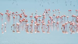 Flamingos at Makgadikgadi Pans, Botswana. Flamingos at Makgadikgadi Pans, Botswana.