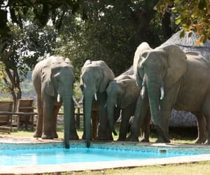 Flatdogs Camp Elephants Drinking From Pool