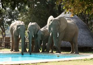 Flatdogs  Camp Elephants Drinking From Pool
