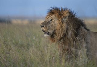 Fr Lion Fr Lion