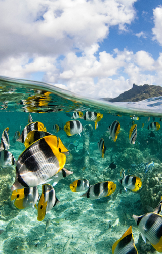 French Polynesia South Pacific Butterfly Fish