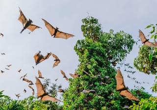 Fruit Bats Lake Kivu