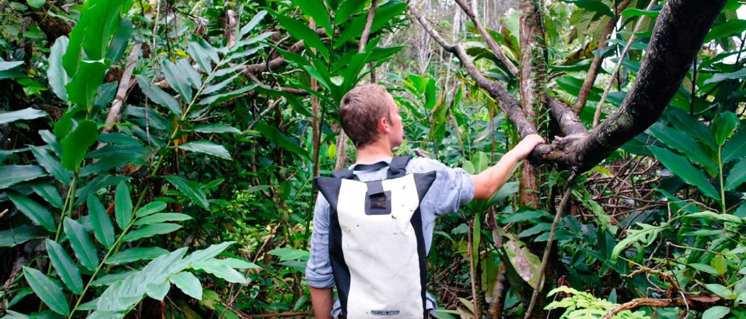 Rainforest walk Madagascar