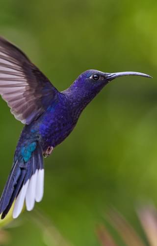 Hovering hummingbird panama
