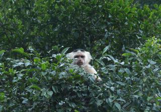 Panamanian monkey Lake gatun Panama Panamanian monkey Lake gatun Panama
