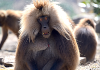 Gelada monkey ethiopia canva pro Gelada monkey ethiopia canva pro