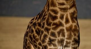 Giraffe Have Unique Spot Patterns