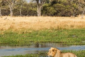 Gomoti Plains Lion Gomoti Plains Lion
