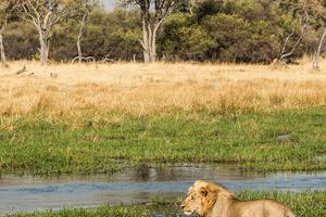 Gomoti Plains Lion