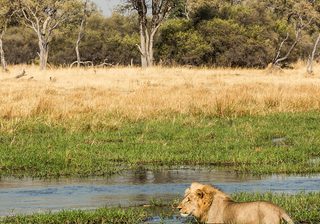 Gomoti Plains Lion Gomoti Plains Lion