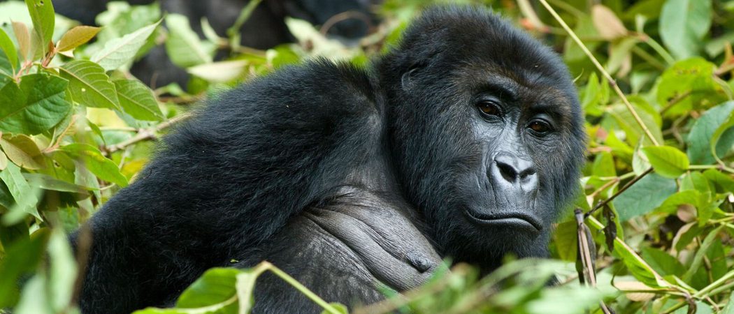 Gorilla in the middle of plants congo canva pro