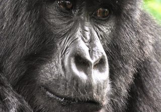 Gorilla Noseprint Gorilla Noseprint
