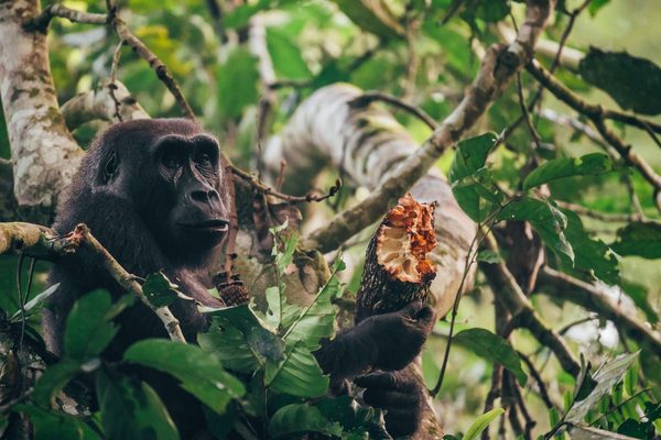 A gorilla eating fruit seeds Kamba Classic Portfolio Congo A gorilla eating fruit seeds Kamba Classic Portfolio Congo