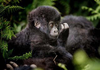 Gorilla Encounter