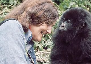 Gorillas In The Mist Dian Fossey Gorillas In The Mist Dian Fossey