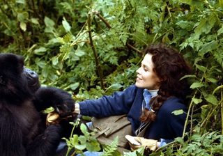 Gorillas In The Mist Sigorney Weaver