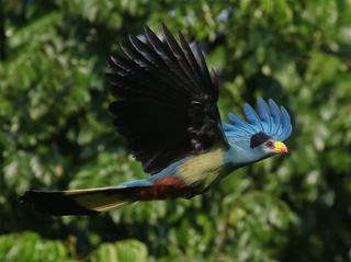 Great Blue Turaco Great Blue Turaco