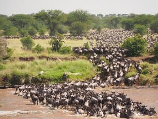 Great Wildebeest Migration Blog