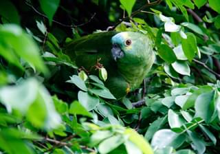 Green parrot brazil