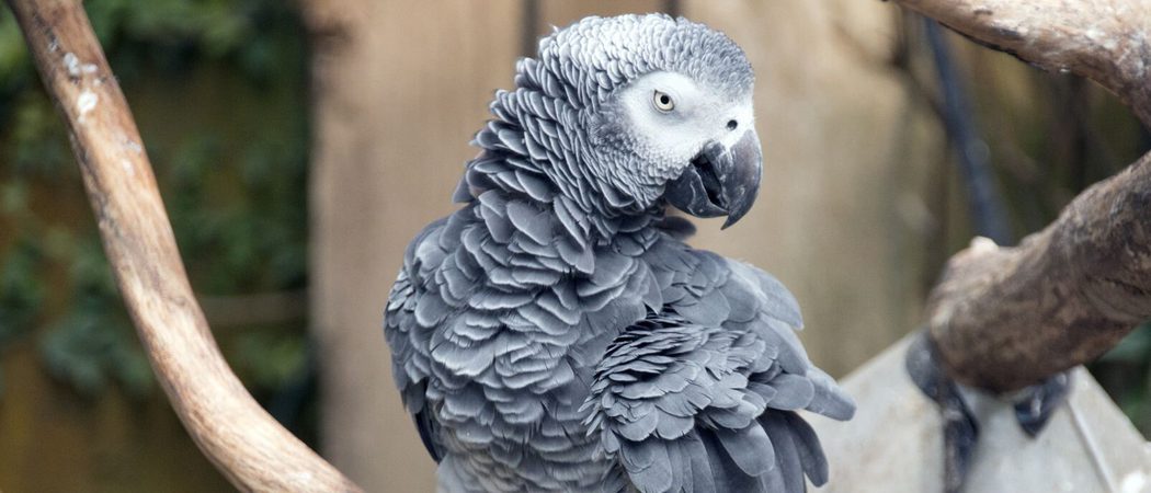 Grey parrot congo canva pro