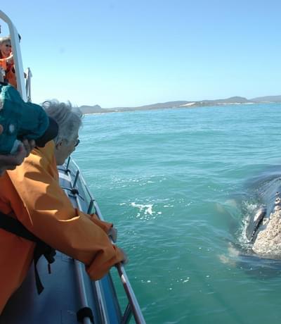 Grootbos  Garden  Lodge Whale Watching