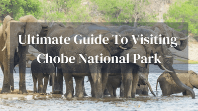 Guide To Chobe Botswana