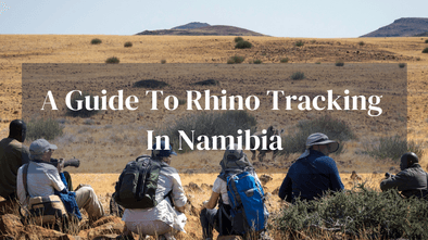 Guide To Rhino Tacking In Namibia