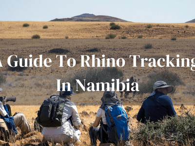 Guide To Rhino Tacking In Namibia