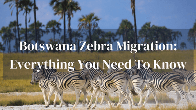 Guide To Zebra Migration Botswana